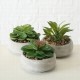 Plante en pot "Succulent"